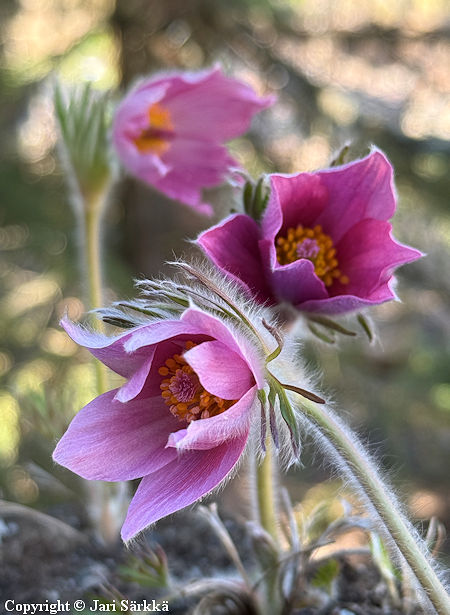Pulsatilla vulgaris 'Rosen Clocke', tarhakylm�nkukka